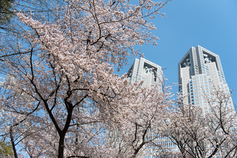 「都庁と桜 新宿中央公園」の写真です