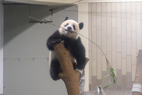 「恩賜上野動物園　ジャイアントパンダ「シャンシャン」1歳」の写真です