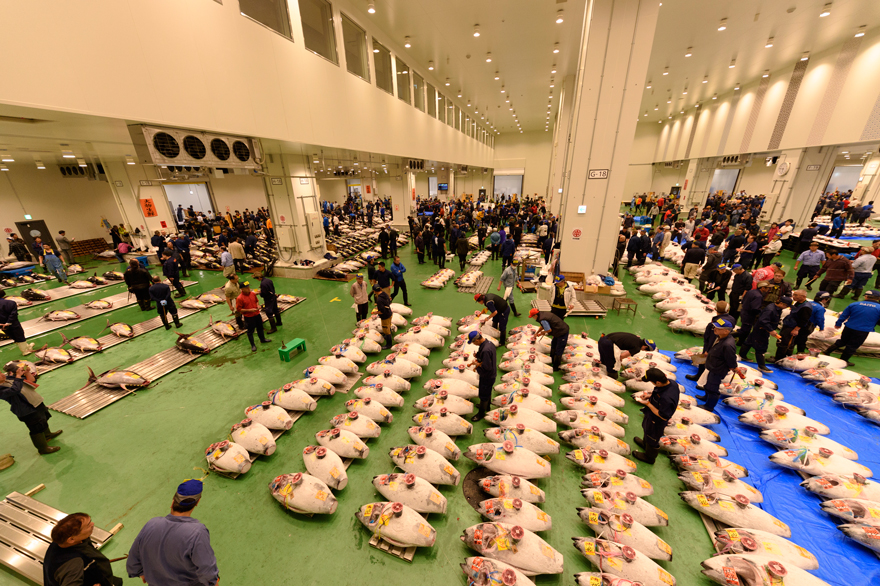 Photograph of fish for sale in a large room at the Toyosu Market