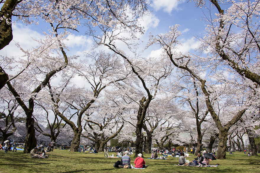 A photo of cherry trees in full bloom