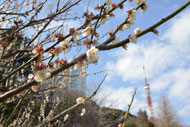Shiba Park plum trees