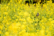 Field Mustard Blossoms in the Hamarikyu Gardens